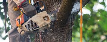 How Our Tree Care Process Works  in  Madera, CA