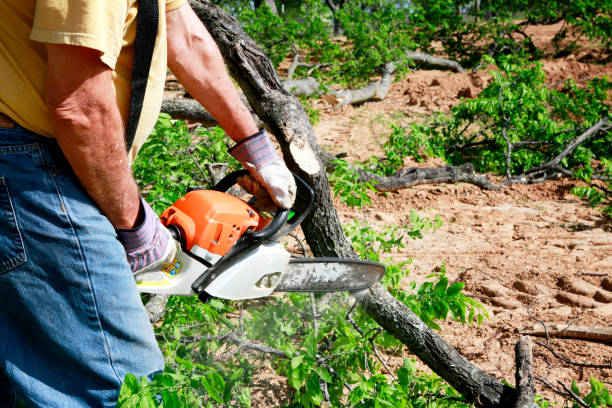 Trusted Madera, CA Tree Services Experts